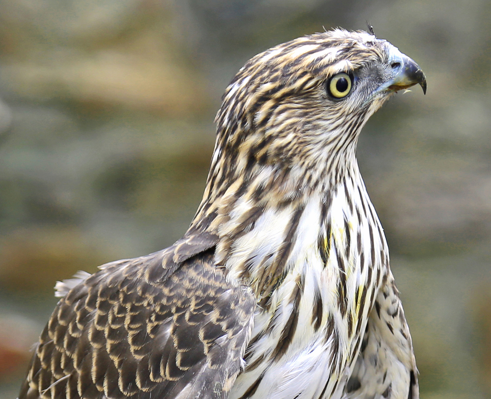 Adara, Horizon Wings' Cooper's Hawk.