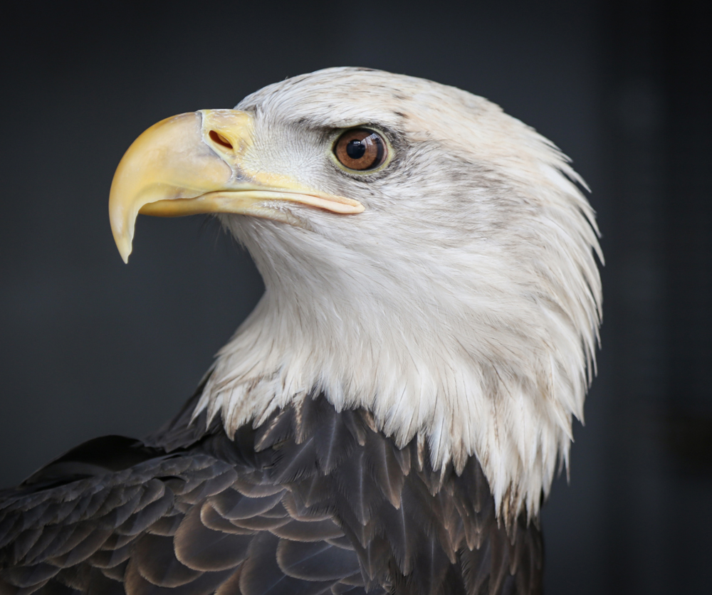 Atka, Horizon Wings' Bald Eagle.