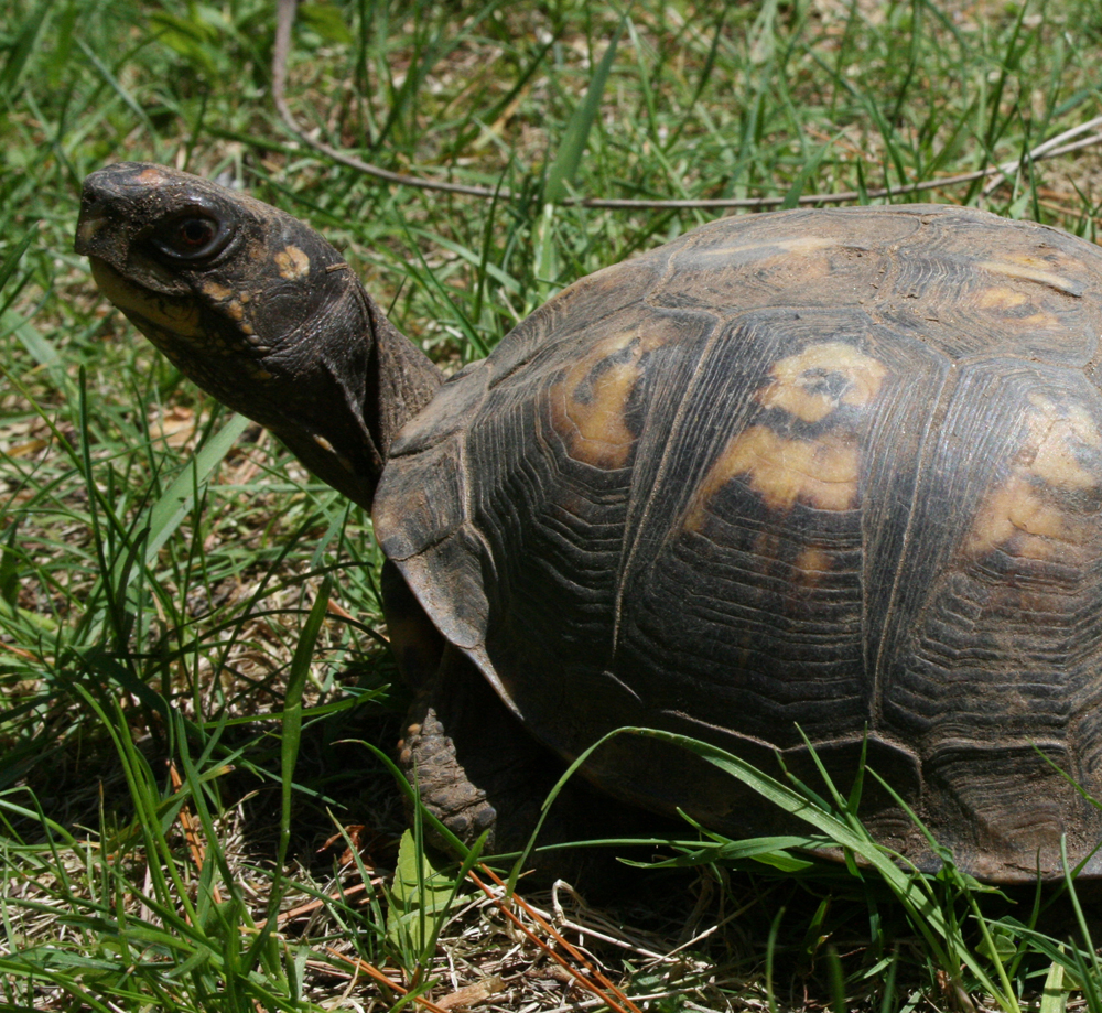 Beamer, Horizon Wings' box turtle