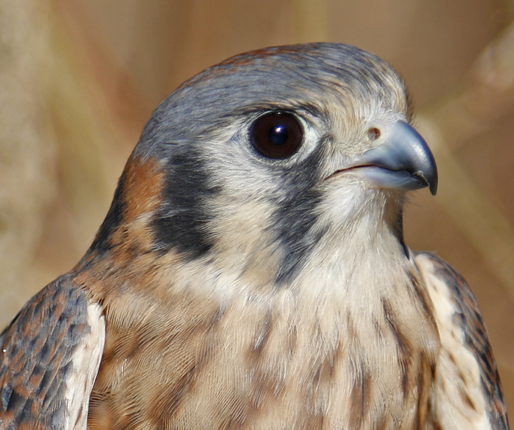 Breeze, Horizon Wings' American Kestrel.