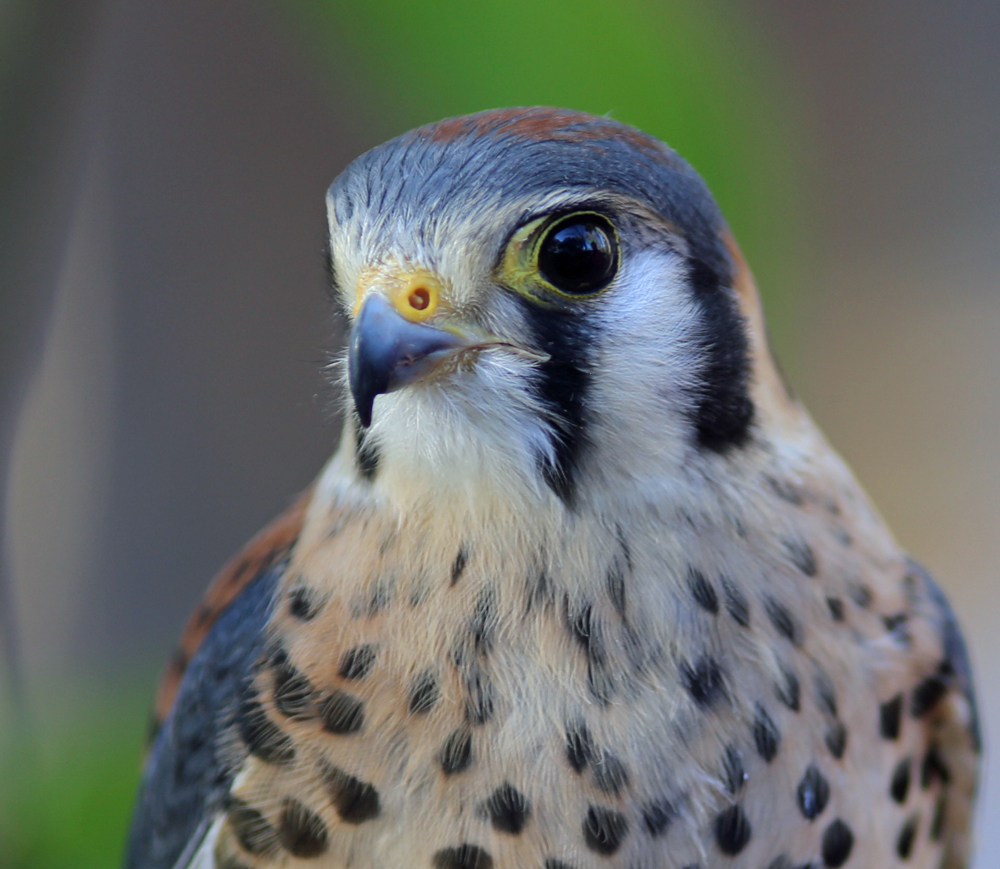 Finn, American Kestrel