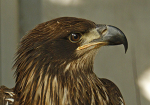 Atka, Horizon Wings' Bald Eagle.