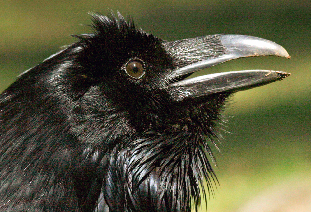 Corbin, American Crow