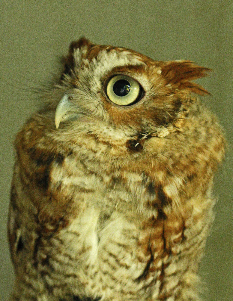 Asha, Horizon Wings' Barred Owl.