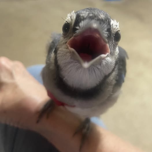 Weeble, Horizon Wings' Blue Jay.