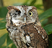 Tansy, Horizon Wings' eastern screech owl.