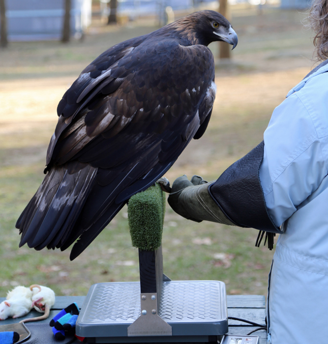 Weighing Chrysos