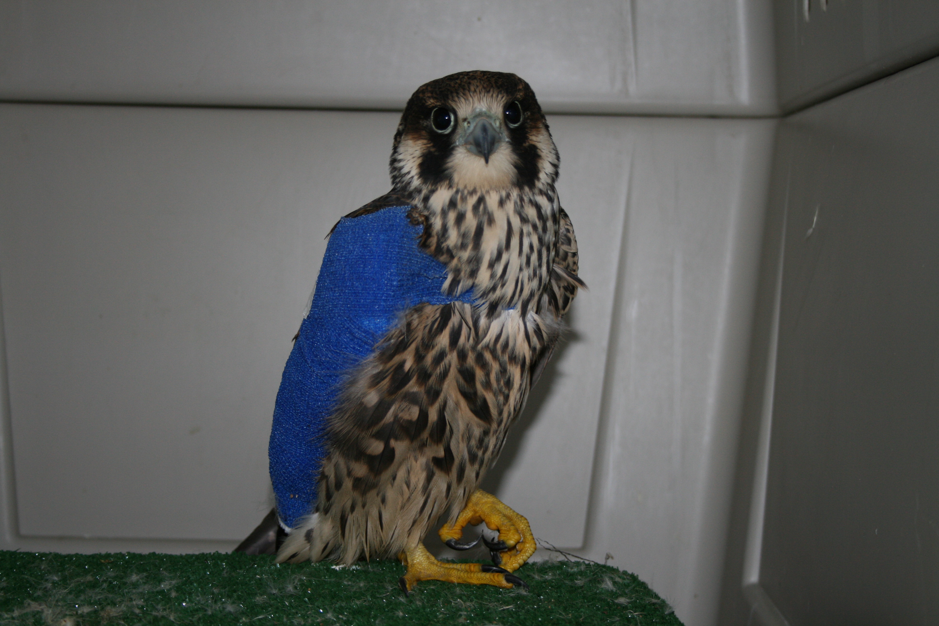 Rehab Peregrine